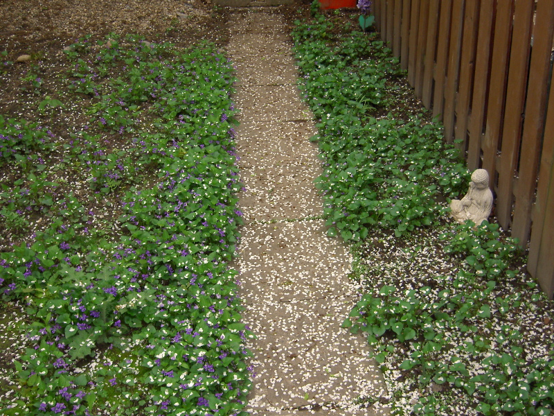 garden1 (329k image)